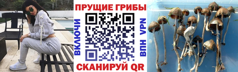 Купить где  Элиста  Галлюциногенные грибы GOLDEN TEACHER 